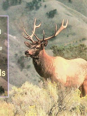 National Audubon Society Pocket Guide - Familiar Mammals of North America